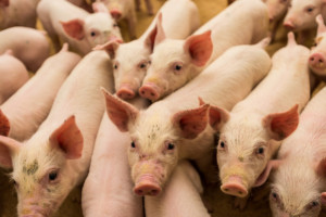 afrykański pomór świń