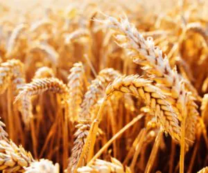 Odmiany zbóż 2022 rekomendowane przez Osadkowski S.A. Sprawdź!