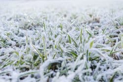 przewódki, uprawa przewódek