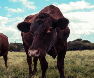 Ocena pokroju i&nbsp;kondycji bydła mięsnego: jak ją przeprowadzić?