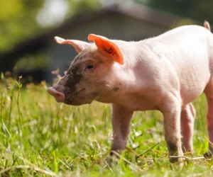 Zioła w&nbsp;paszach dla trzody chlewnej: na co pomogą?