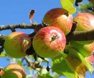 Opryski jabłoni przed zbiorami