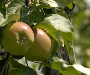 Sadownicy narzekają na słabo wybarwione jabłka