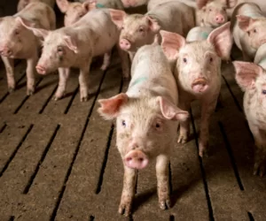 Kolejne 2&nbsp;ogniska ASF: na Lubelszczyźnie i&nbsp;Podlasiu