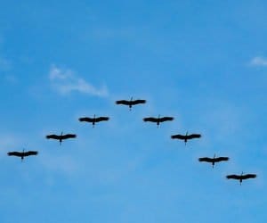 Żurawie coraz większym zagrożeniem dla upraw