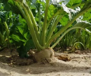 Opolskie: buraki cukrowe w&nbsp;kiepskiej kondycji