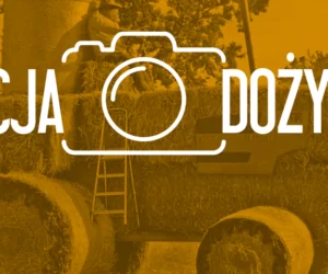 akcja dożynki