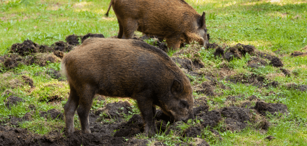 Tworzona na szybko specustawa budzi wątpliwości myśliwych