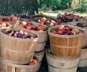Choroby przechowalnicze: jak ochronić jabłka?