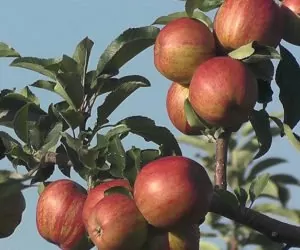 Wnioski o&nbsp;wsparcie za wycofanie owoców i&nbsp;warzyw od 30 września!