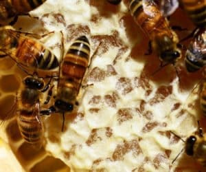 Pszczoły: niektórych miodów jak na lekarstwo