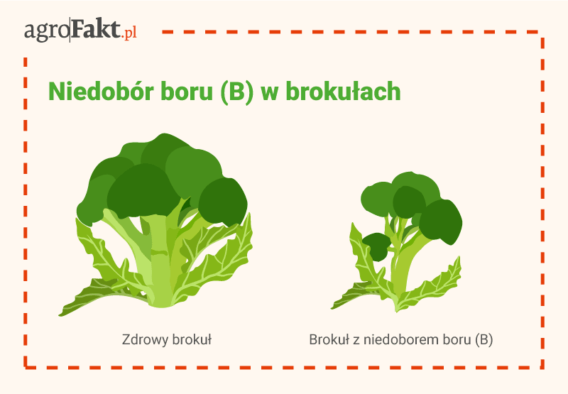 intermag akademia nawożenia brokuły