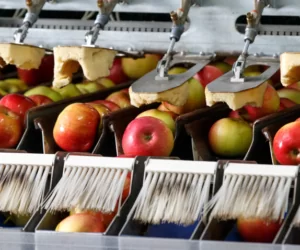 Jabłka 2016: dobre się sprzedadzą, co zrobić ze złymi?