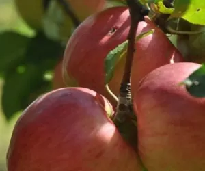 Jabłka: albo dużo, albo smaczne?