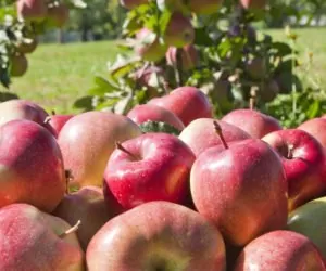 Rynek owoców: ministerstwo pracuje nad zmianami