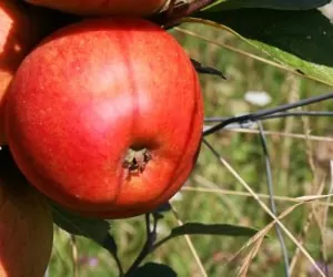 Zanim jabłka pojadą do Chin