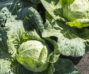 Zbyt tania kapusta: czy będzie wsparcie dla producentów?