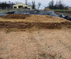 jak zakisić kukurydzę
