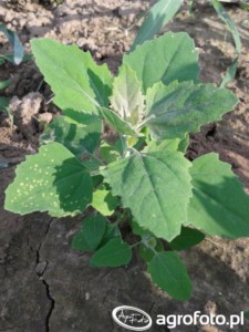 Czy zaraza ziemniaczana zabierze plony?