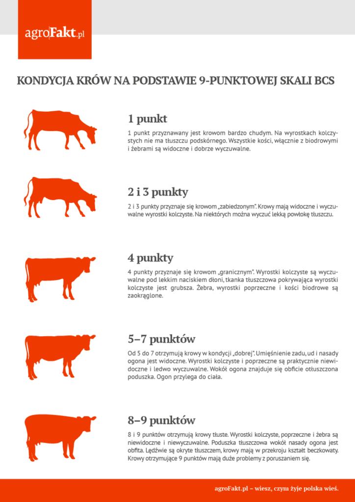 ocena kondycji krów w skali BCS