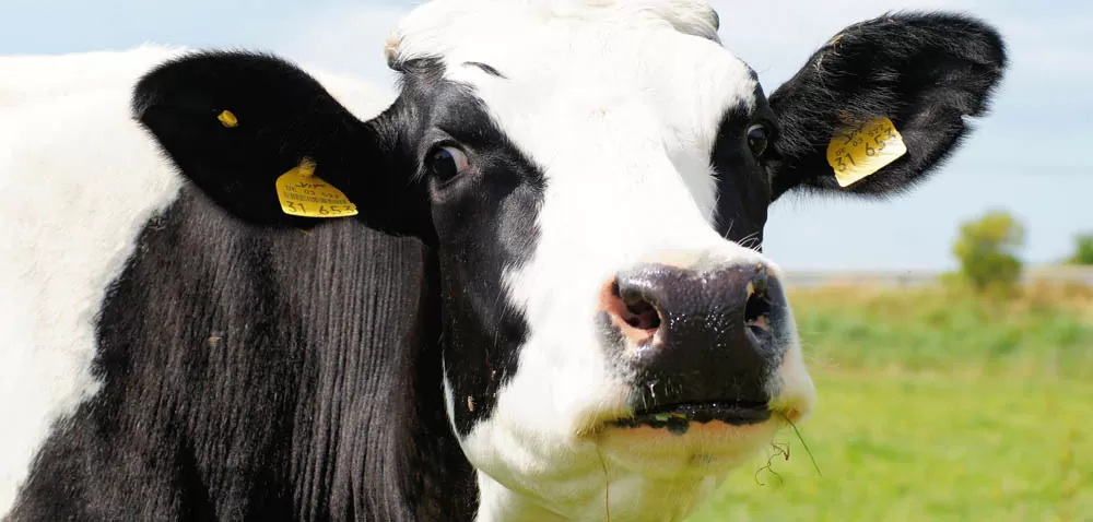 Krowa – sprawca globalnego ocieplenia?