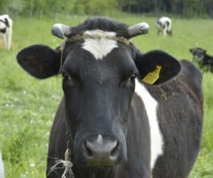 przygotuj krowy do zejścia z pastwiska