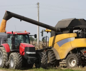 Kukurydza na ziarno: ile kosztuje wynajęcie kombajnu?