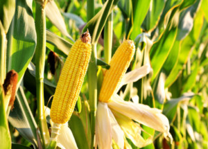 sprzedają kukurydzę