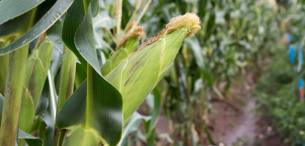 Syngenta: dwa spotkania kukurydziane we wrześniu