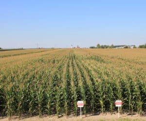 Dzień kukurydzy i&nbsp;mleka: co przygotowano?