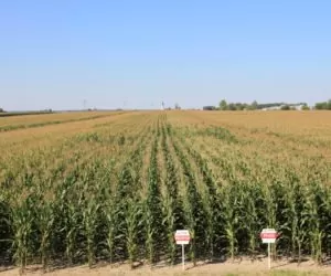 Dzień kukurydzy i&nbsp;mleka: co przygotowano?