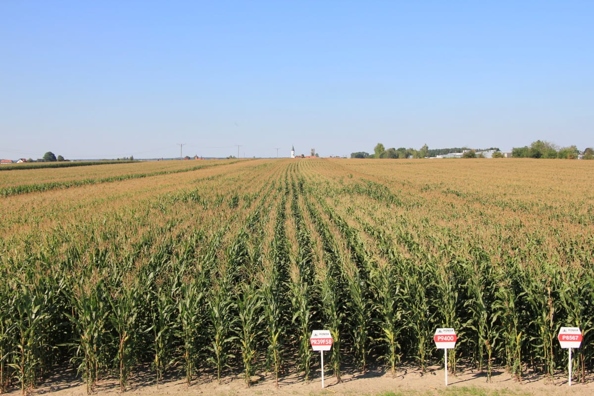 Dzień kukurydzy i mleka: co przygotowano?