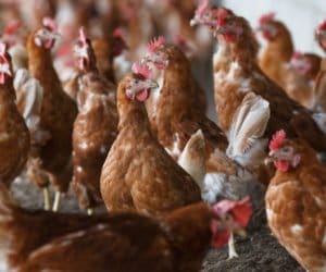 Ubezpieczenie drobiu nie zawsze jest możliwe