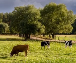 Renowacja łąk i&nbsp;pastwisk: dlaczego trzeba to robić?