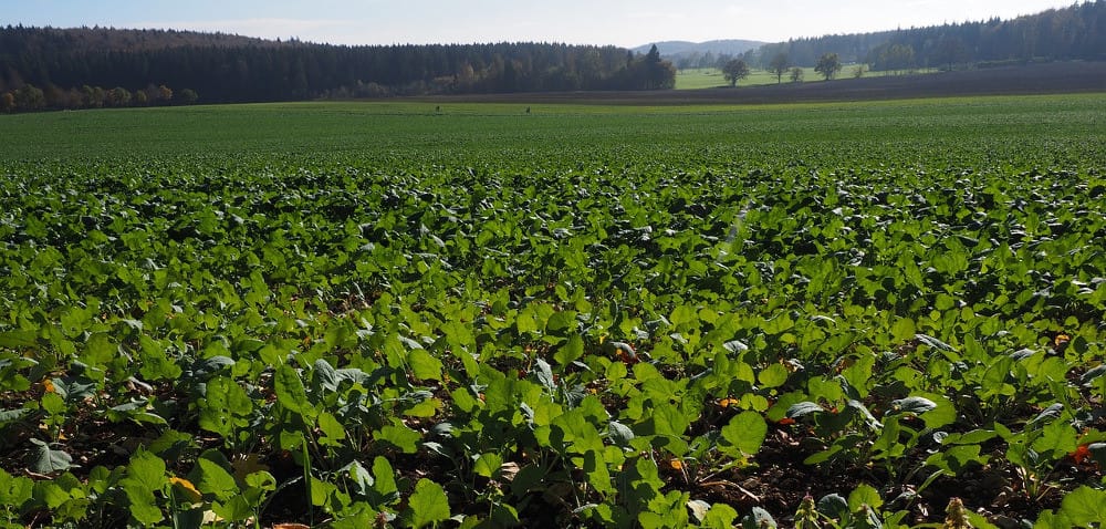 W rzepaku pojawiły się pierwsze choroby!