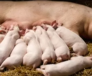 Lochy: dlaczego badania i&nbsp;profilaktyka są tak ważne?