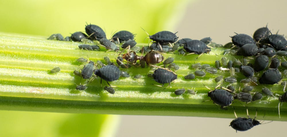 Pszenica ozima: uwaga na mszyce po wschodach!