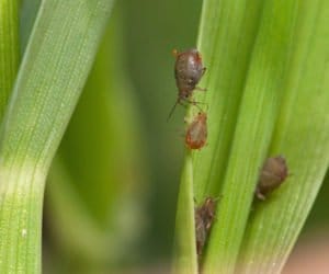 Jesienne zwalczanie mszyc zapobiega żółtej karłowatości jęczmienia