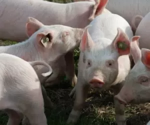 ASF: jest już 19 ognisko! Ponownie Lubelszczyzna!