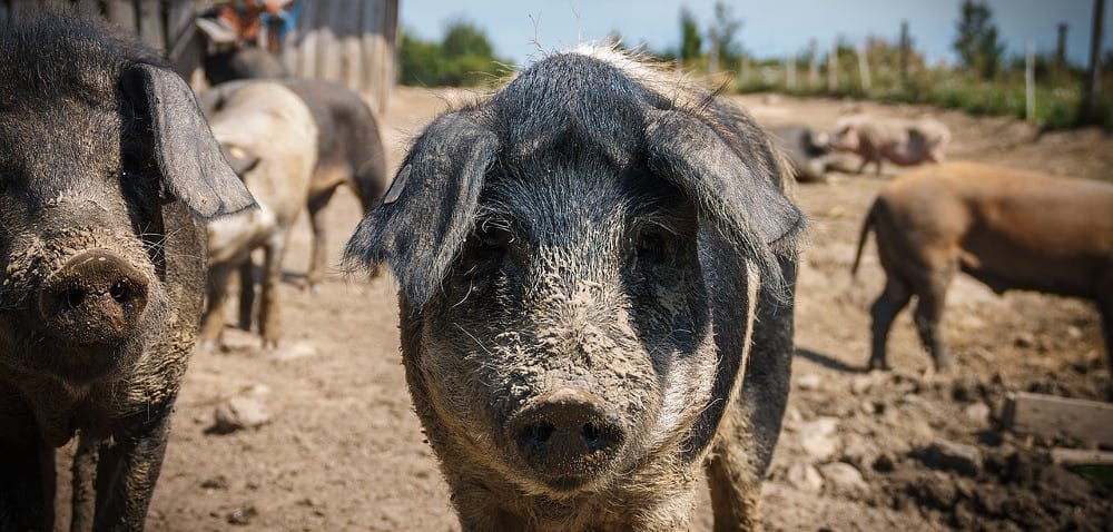 Zespół Zarządzania Kryzysowego debatował nad ASF