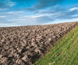 Nie uda się wysiać ozimin? Uprawa przewódek to rozwiązanie