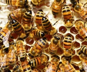 Adoptuj pszczołę: 35 tys. adoptowanych owadów