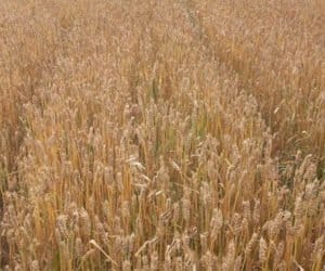 Lubuskie: to nie były dobre żniwa