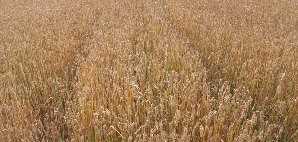 Lubuskie: to nie były dobre żniwa