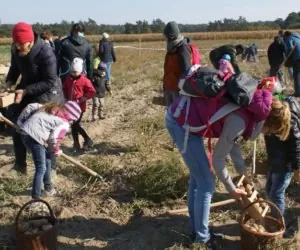 Wielkopolska ziemniakiem stoi: Poznańska Pyra