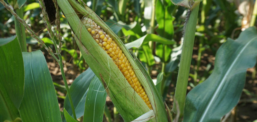 Zachodniopomorskie: kukurydza dla biogazowni?