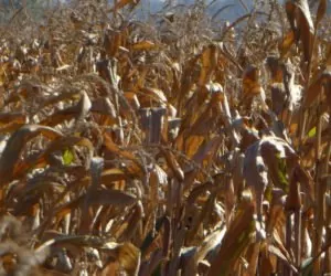 Gdzie zbierają kukurydzę na ziarno przed terminem?