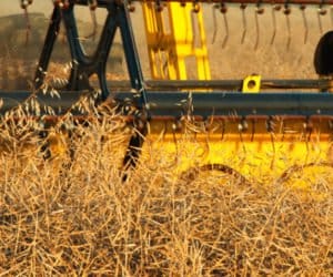 Lubuskie: jak to z&nbsp;rzepakiem było?