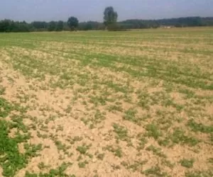 Wielkopolska: rzepak słabo wschodzi, bo…