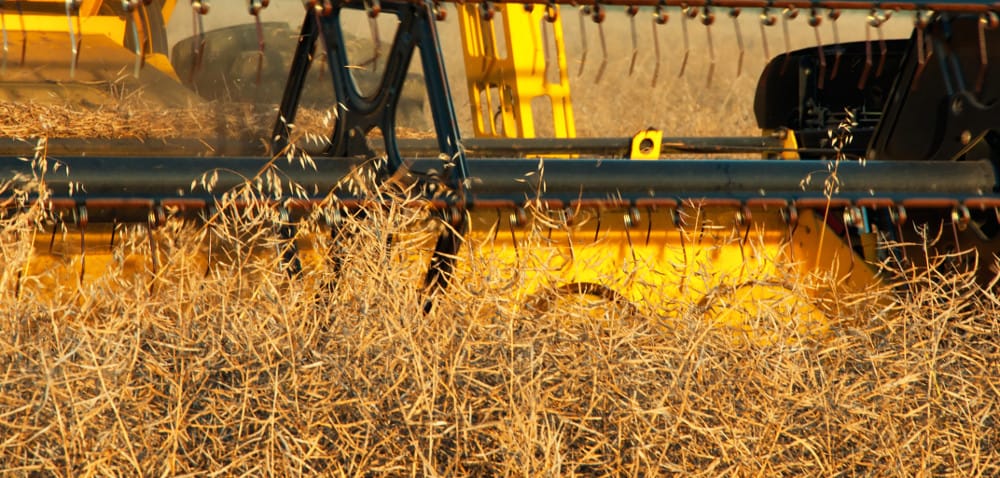 Lubuskie: jak to z&nbsp;rzepakiem było?